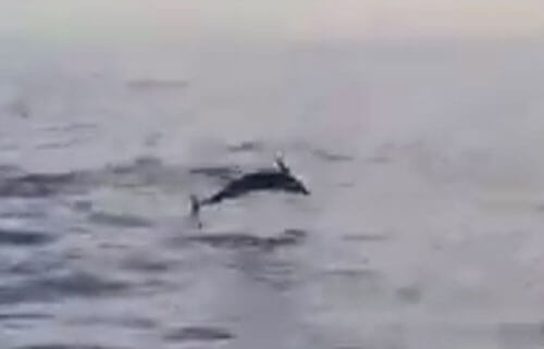 Маленький дельфин, выпрыгивающий из воды, продемонстрировал свою неловкость