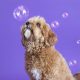 Чтобы снимки с собаками получались интересными, фотографы используют мыльные пузыри
