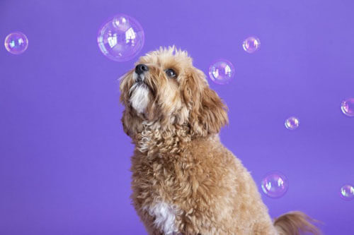 Чтобы снимки с собаками получались интересными, фотографы используют мыльные пузыри