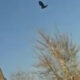 Ворона застыла без движения, как будто «замёрзнув» в воздухе