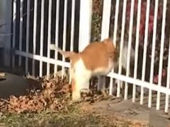 Толстый кот так и не смог справиться с забором