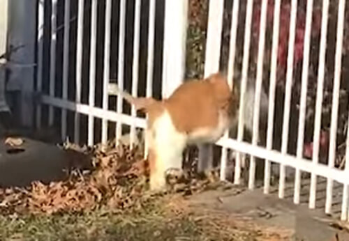 Толстый кот так и не смог справиться с забором
