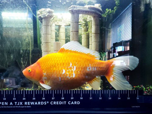 Обычная золотая рыбка превратилась в монстра-переростка