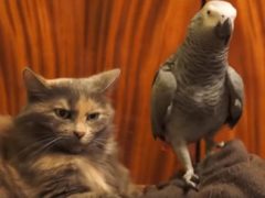 Люди позавидовали терпеливости кота, к которому приставал попугай