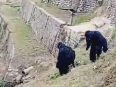 Чтобы справиться с обезьянами, полицейские сами на время становятся животными