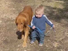 Собака и её маленький хозяин испытали разные впечатления от прогулки