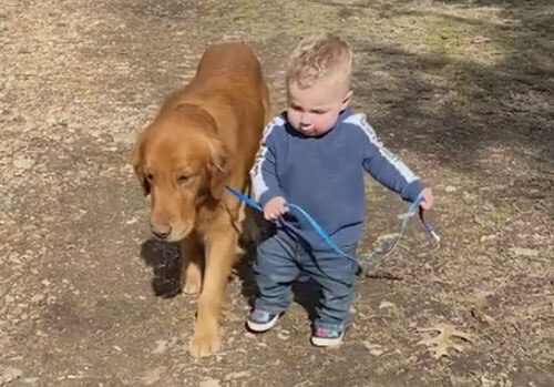 Собака и её маленький хозяин испытали разные впечатления от прогулки