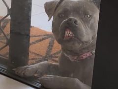 Собака, прижавшаяся мордой к стеклу, стала выглядеть уморительно