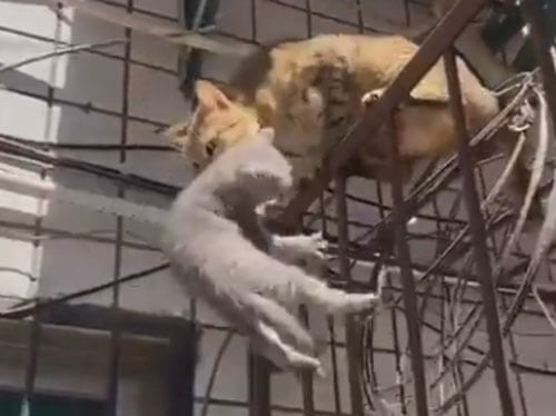 Кошка оказалась отличной матерью и спасла своего котёнка