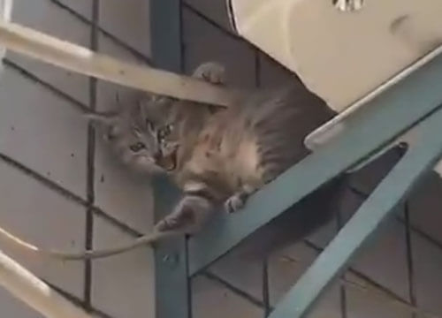 Кошка оказалась отличной матерью и спасла своего котёнка