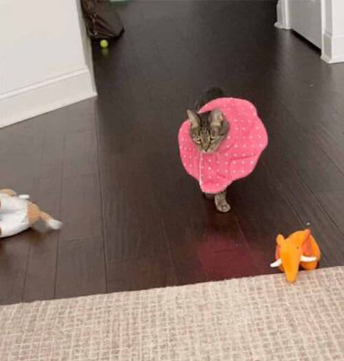 Медицинский воротник превратил кошку в элегантную подиумную модель