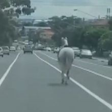 Сбежавшая лошадь чуть не попала под автобус