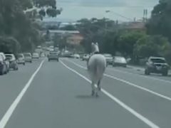 Сбежавшая лошадь чуть не попала под автобус