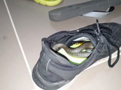 Змея нашла уютное укрытие в кроссовке