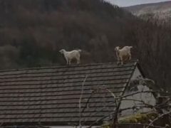 Непослушные козы на крыше рассердили хозяйку