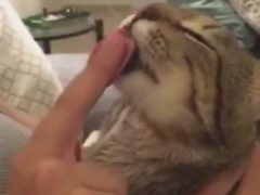 Умываясь, кошка с удовольствием принимает помощь хозяйки