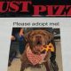 Портреты приютских собак помещают на коробки с пиццей