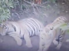 Патрулирование лесистой местности приостановилось из-за тигров