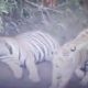Патрулирование лесистой местности приостановилось из-за тигров