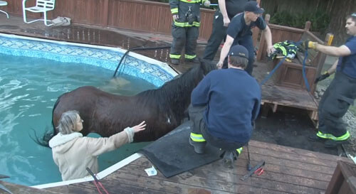Отправившись бродить по двору, лошадь провалилась в бассейн