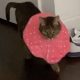 Медицинский воротник превратил кошку в элегантную подиумную модель