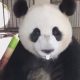 Бережливая панда не разбрасывается едой