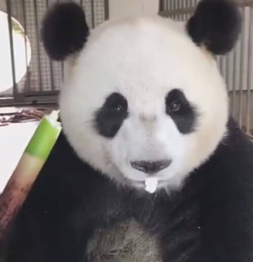 Бережливая панда не разбрасывается едой