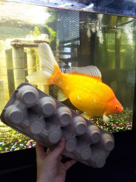 Обычная золотая рыбка превратилась в монстра-переростка