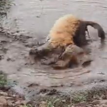 Увидев грязную лужу, пёс потерял контроль над собой