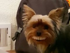 Улыбка собаки, укравшей вставные зубы, довела хозяина до истерики