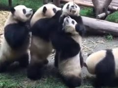 В ожидании угощения панды продемонстрировали нежелание делиться