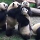 В ожидании угощения панды продемонстрировали нежелание делиться