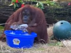 Орангутанг, начавший мыть руки, подаёт пример людям
