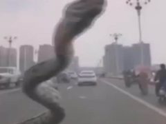 Змея не только прокатилась на машине, но и напугала водителя