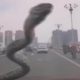 Змея не только прокатилась на машине, но и напугала водителя