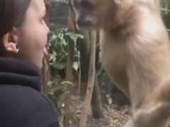 Проколотый язык девушки показался обезьяне невероятным чудом