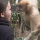 Проколотый язык девушки показался обезьяне невероятным чудом