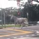 Прогулка лошади по опустевшим улицам оказалась не особенно долгой