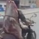 Мотоциклист оригинально подошёл к перевозке мяса