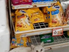 Умный бездомный кот прекрасно знал, что ему нужно в магазине