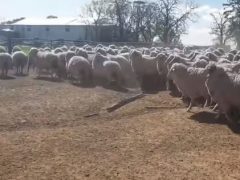 Щенок, впервые познакомившийся с овцами, приятно удивил своих хозяев