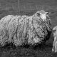 Овца, сбежавшая 7 лет назад, вернулась домой сильно обросшей