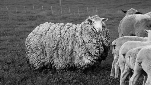 Овца, сбежавшая 7 лет назад, вернулась домой сильно обросшей