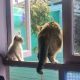 Злобная кошка выкинула котёнка из окна