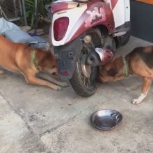 Ссора двух собак получилась необычной