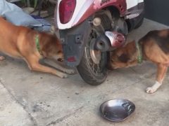 Ссора двух собак получилась необычной