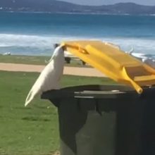 Умный попугай помог друзьям утолить голод из мусорного бака