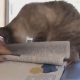 Онлайн-занятия студентки стали куда сложнее из-за навязчивой кошки