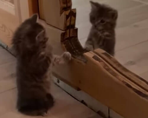 Котёнок знает, что наводить красоту нужно перед зеркалом