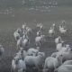 Далеко не все овцы оказались равнодушны к тому, что их снимают на видео